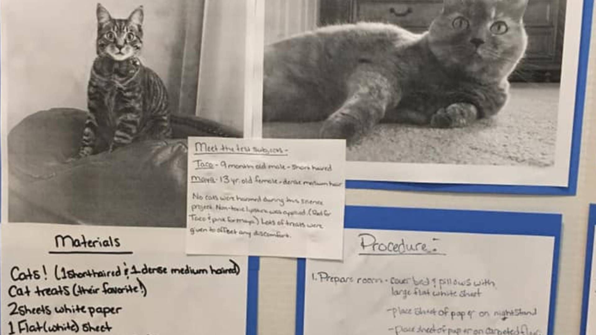 Tennessee student's unique science fair project about cats wins him A+