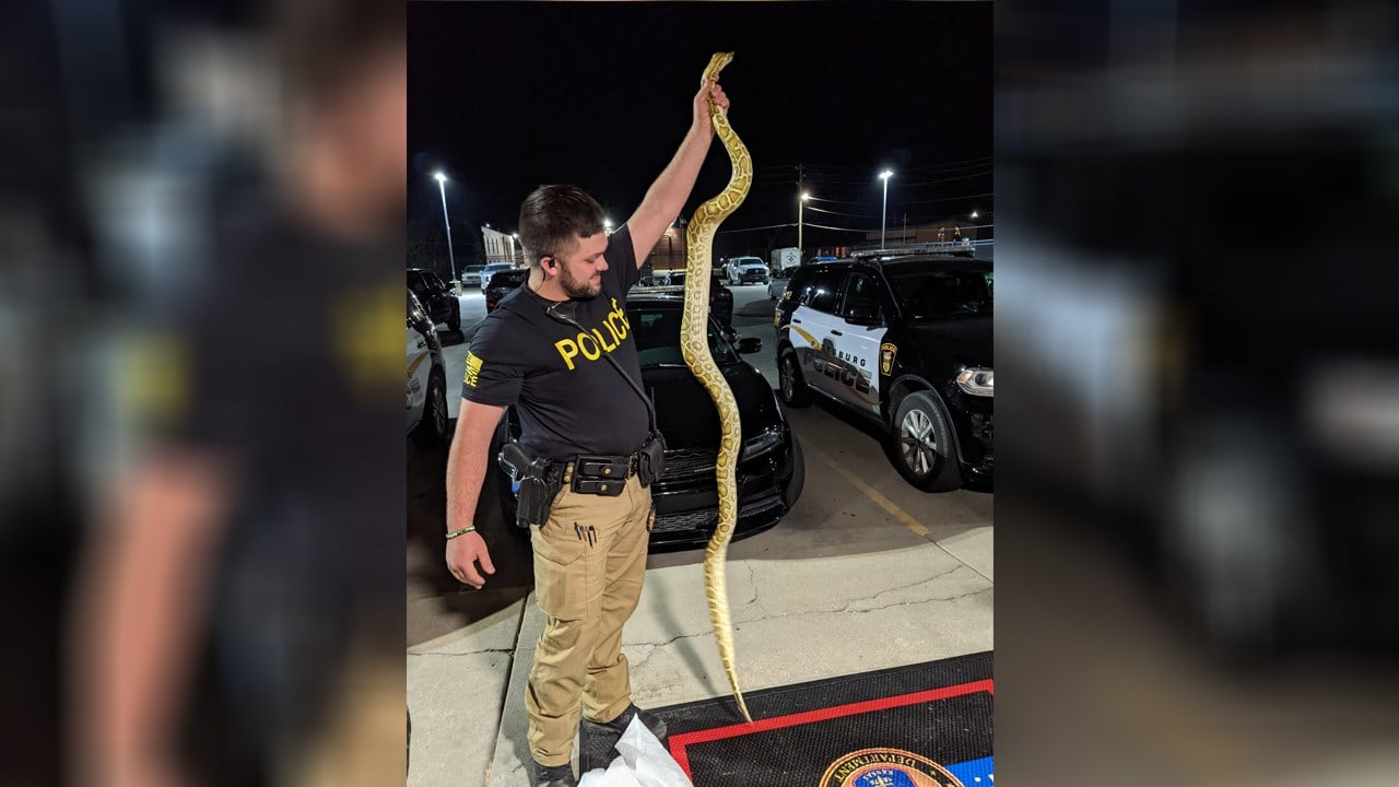 Snake found in toilet safely removed by police, Trending