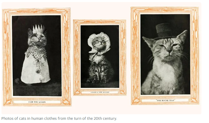 Cat-designer presents his collection of clothes Stock Photo by ©kuban_girl  85514160