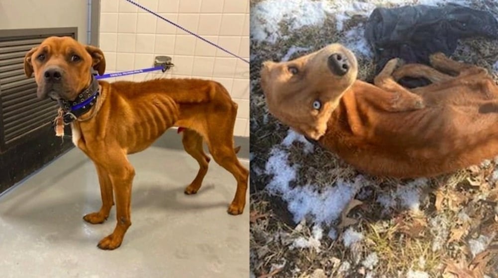 Police search for suspects in animal cruelty cases - KAKE Police search for suspects in animal cruelty cases - KAKE