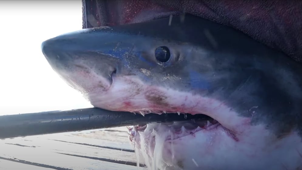 12-foot-long great white shark spotted off NJ shore