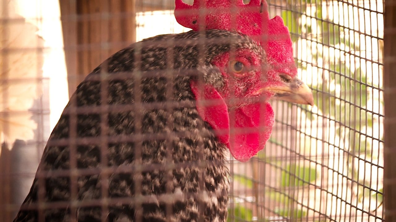 7000 Birds Euthanized In Mcpherson County Due To Bird Flu But Its Much Worse Nationwide Kake 