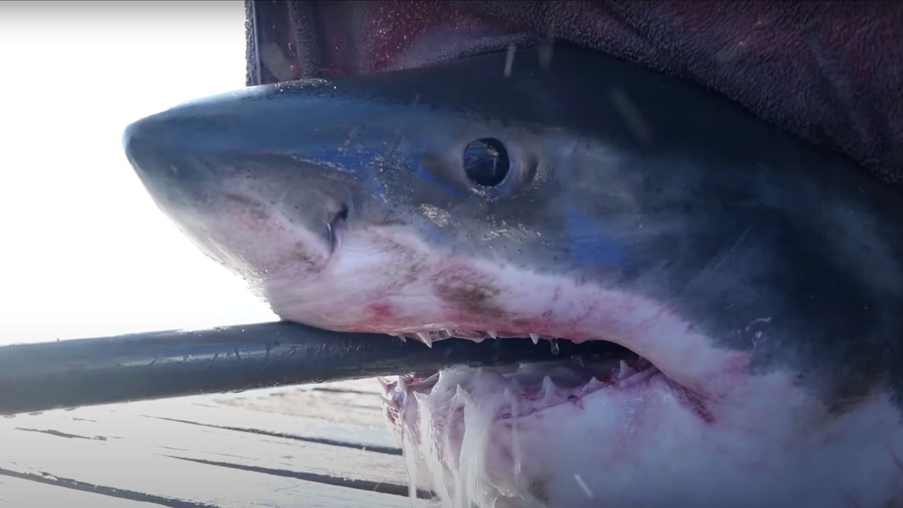 A 1,000-pound great white shark just spotted off coast of New Jersey