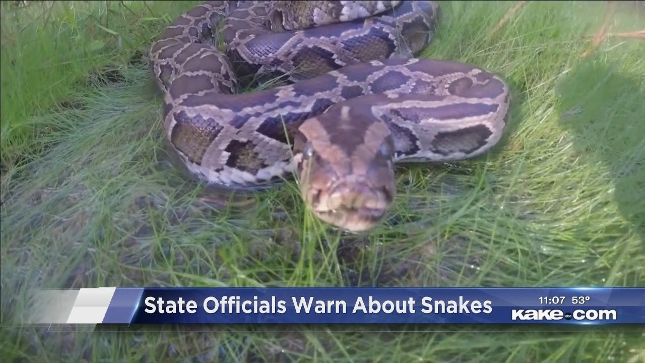 Snake Catchers Aren't Prepared For What They Find Lurking In Client's Home  - The Dodo