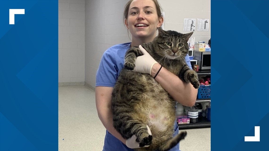 Roughly The Size Of A Barge Jacksonville Humane Society Finds Forever Home For 30 Pound Cat 