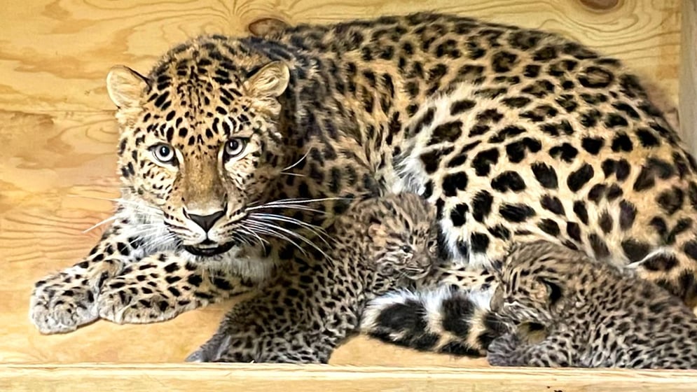 Snow Leopard  Saint Louis Zoo