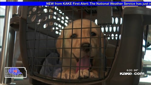 Future service dogs arrive in ICT