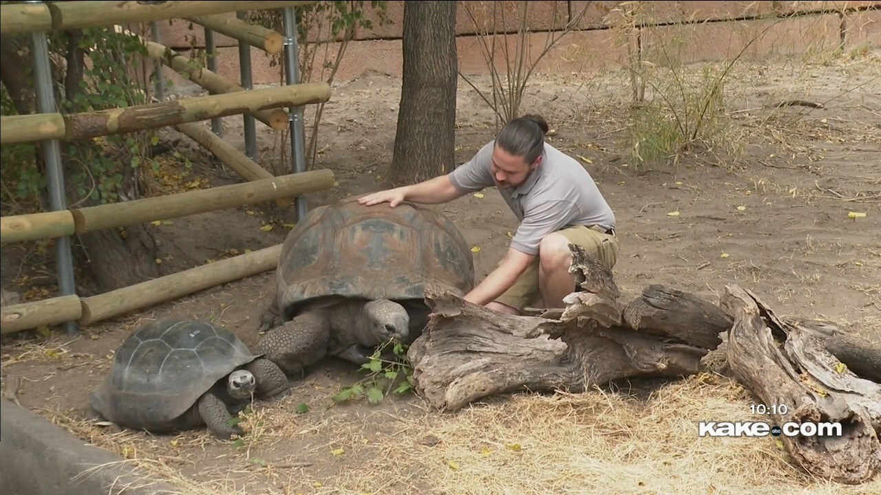 Sedgwick County Zoo s 90 year old 508 pound tortoise Rocket th