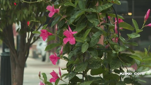 Crime Stoppers: Thieves stealing flowers