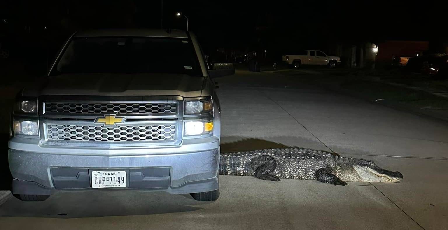 12foot alligator spotted on road in Texas subdivision captured by