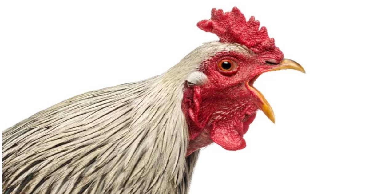 Avian Influenza (HPAI) returns to Kansas