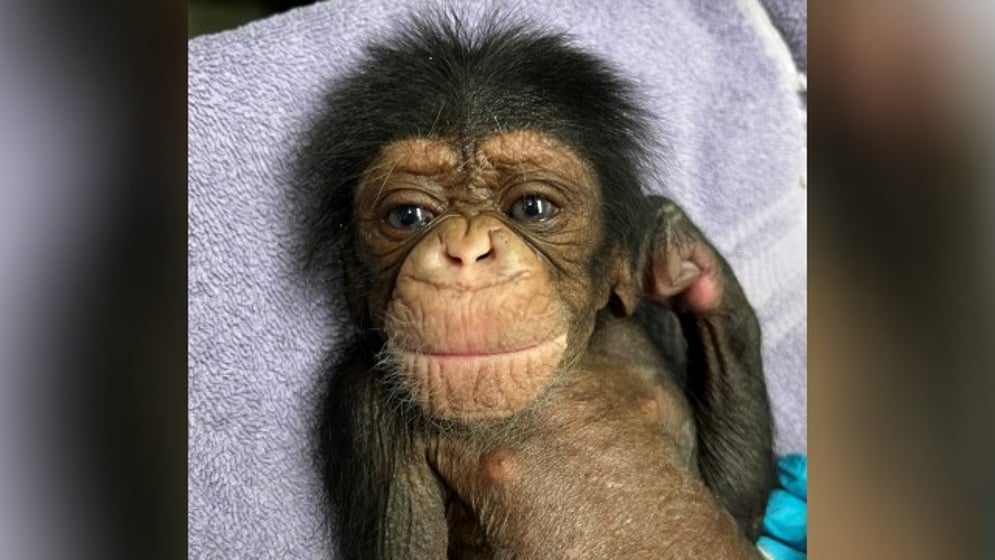 Baby chimpanzee born at Sedgwick County Zoo - KAKE