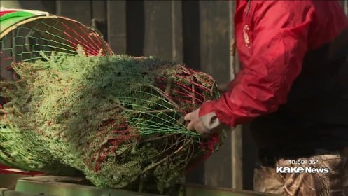 Christmas tree farm open for the season