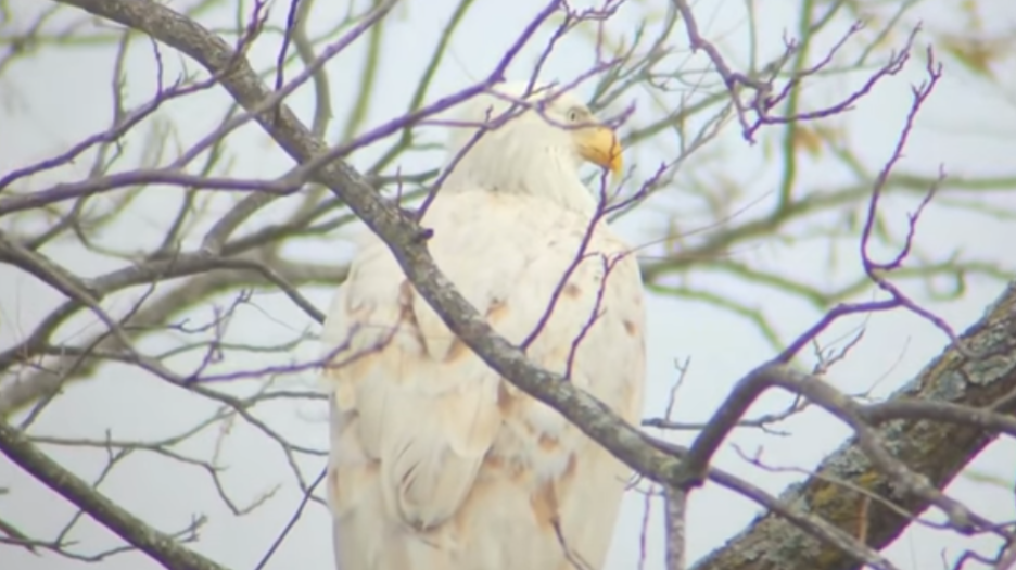 Rare white bald eagle spotted in Oklahoma KAKE