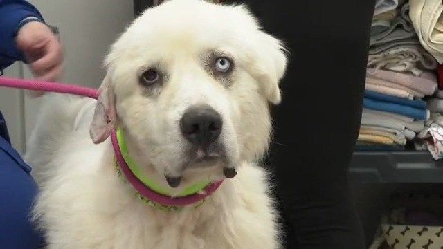 Stacked up against pack of coyotes, herd dog kills 8 to save sheep KAKE