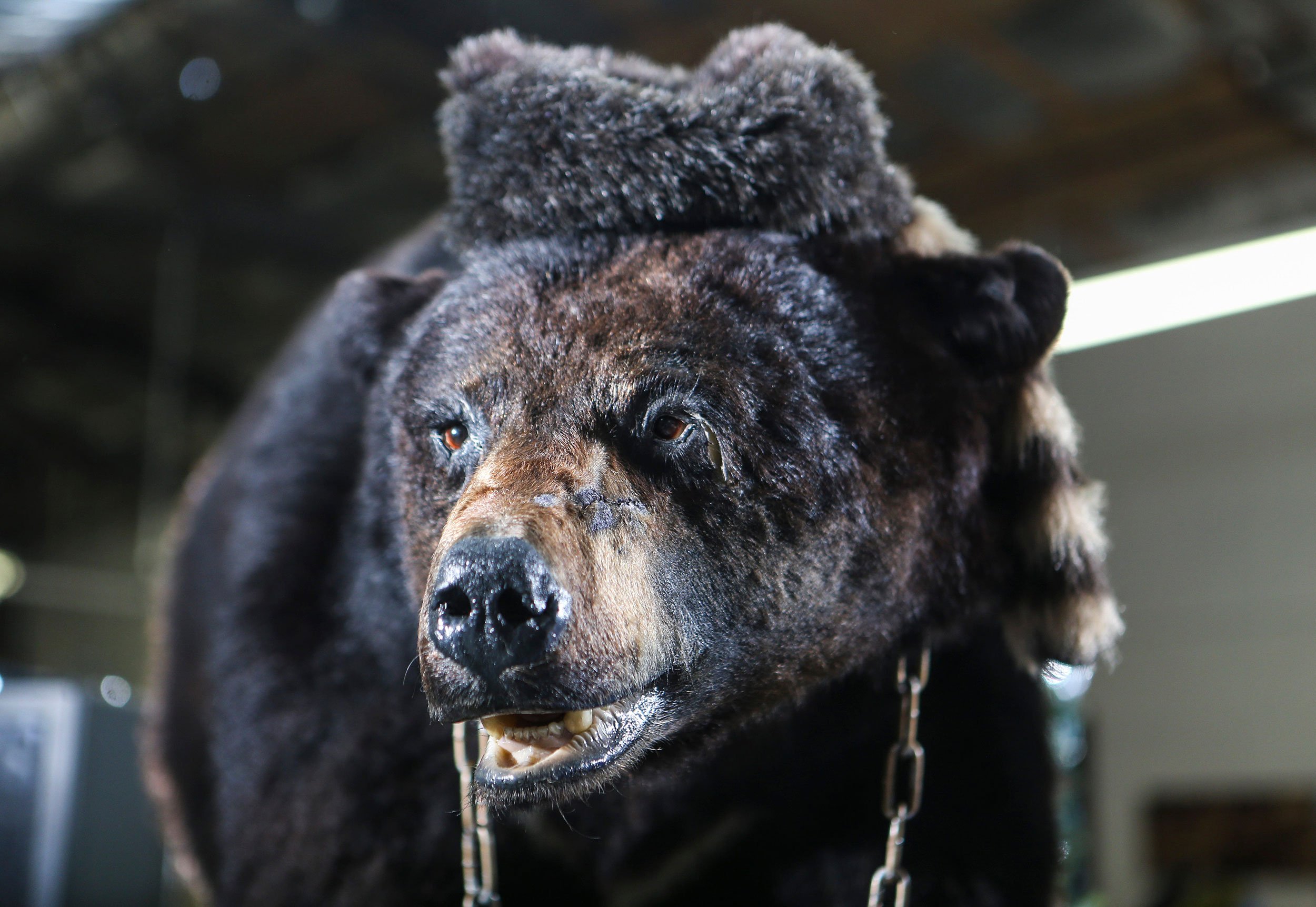 Я медведь трейлер. Кокаин Беар. Cocaine Bear Постер. Cocaine Bear. Cocaine Bear poster.