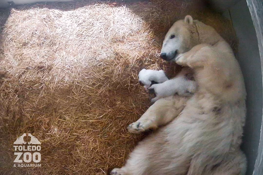 Toledo Zoo twin polar bear cubs KAKE