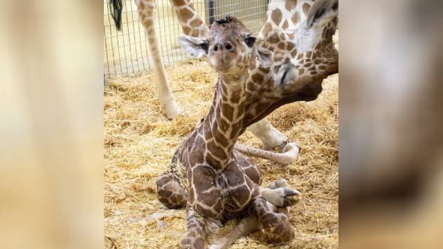 christmas baby giraffe