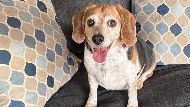 Wichita family's missing dog found 8 years later in Idaho - KAKE