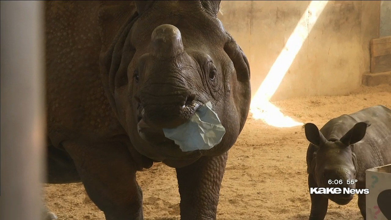 Baby rhino is a boy - KAKE Baby rhino is a boy - KAKE