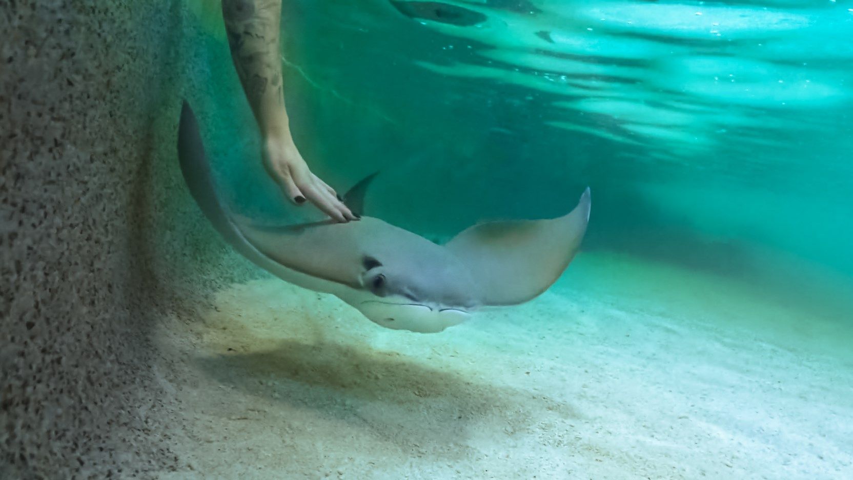 Interact with stingrays and small sharks at the Sedgwick County Zoo KAKE