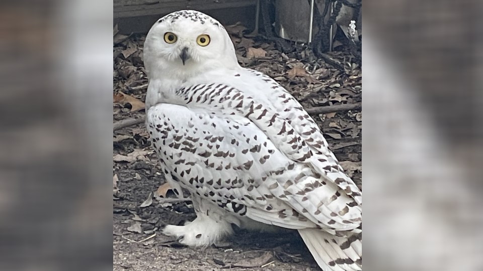 Snowy Owl Rescued In Kansas Heading North To Be Released Into The Wild Kake