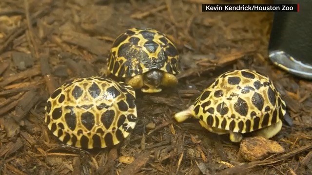 A 'big Dill!:' Houston Zoo's oldest tortoise 'Mr. Pickles' becomes