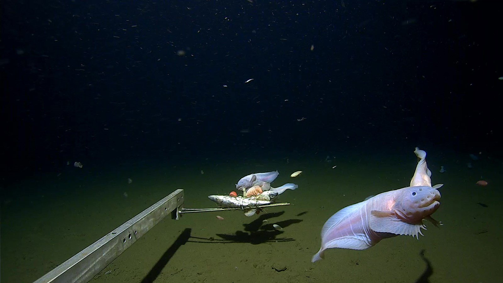 Scientists film deepest ever fish on seabed off Japan - KAKE