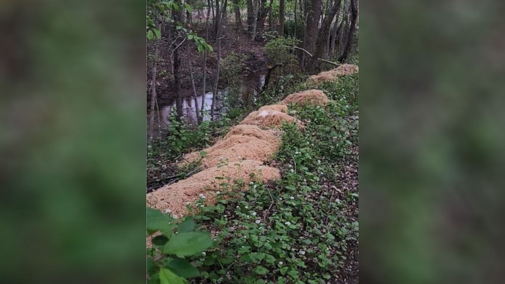 Hundreds of pounds of pasta were discovered in the woods along a stream at Veterans Park in Old Bridge, N.J.