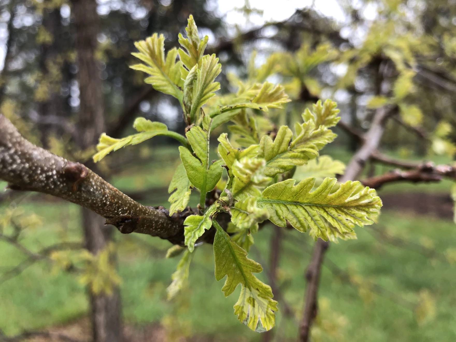 what-are-the-best-trees-for-kansas-and-missouri-homes-here-s-what