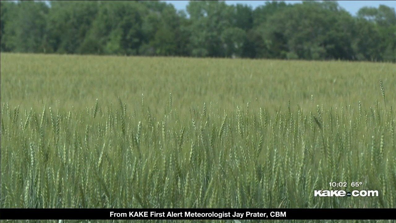 'Not this bad since 1963' Wheat producers highlight drought's dire