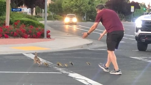 Man killed while helping ducks cross road