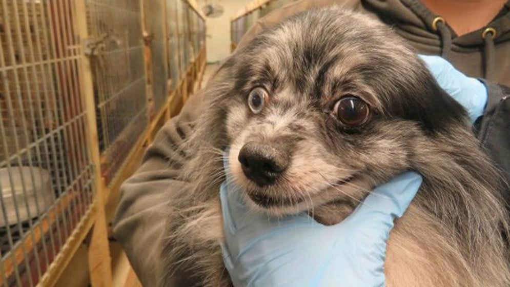small dog with an eye condition being held.