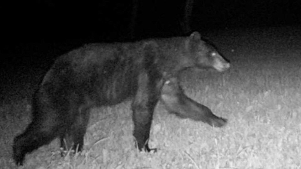 Black bear sighting confirmed near Kansas City KAKE