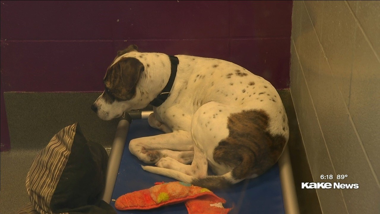 Kansas Humane Society grapples with kennel cough outbreak