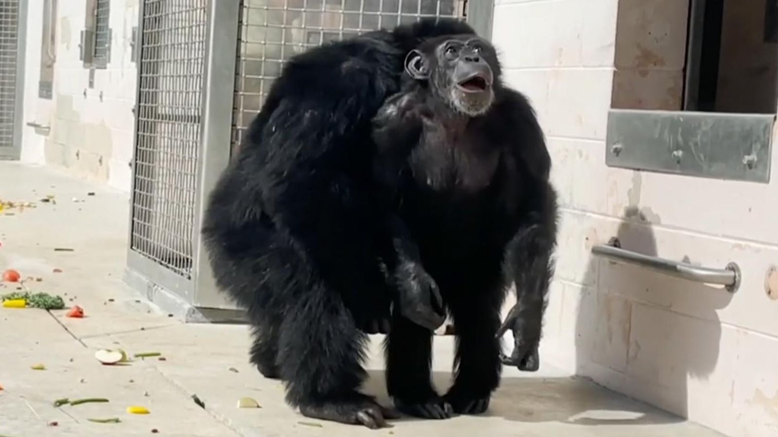 Watch chimp react to seeing sky for the first time after being caged