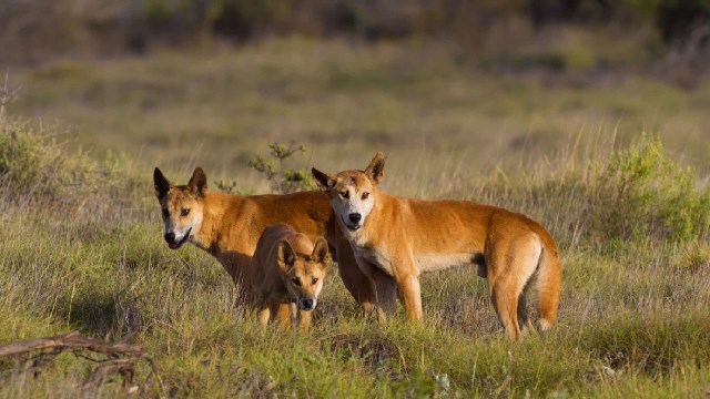 Australia dingo attack: 6-year-old boy hospitalized