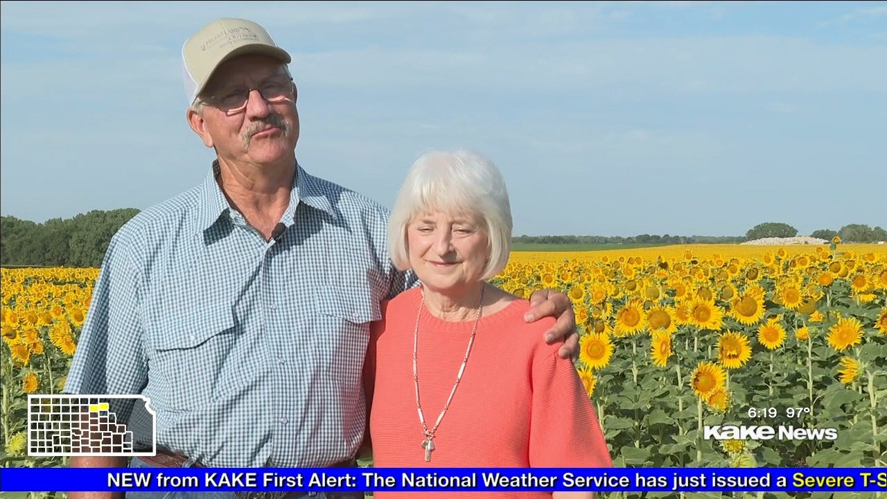 Pratt farmer plants 80 acres of sunflowers for wife of 50 years picture photo image