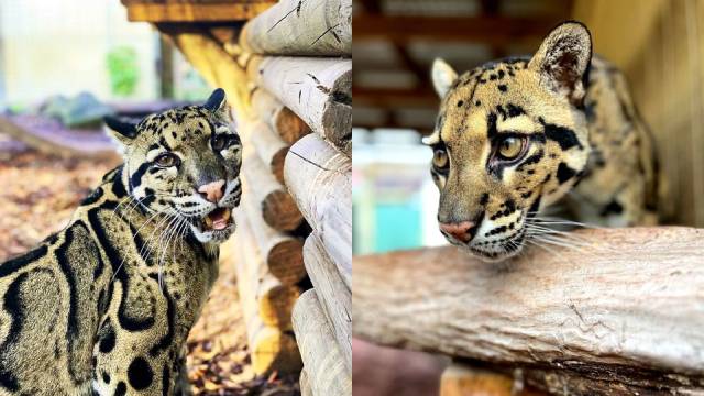 Great Bend Brit Spaugh Zoo welcomes 2 beautiful clouded leopards