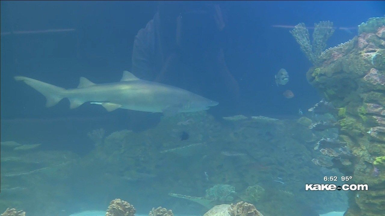 Beauty beneath the waves Kansas City Zoo Aquarium KAKE
