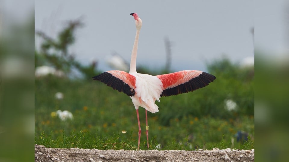 Flamingo that escaped Sedgwick County Zoo in 2005 spotted again in ...
