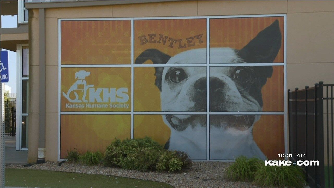 Wichita Animal Control advisory board discussed increased euthanasia - KAKE