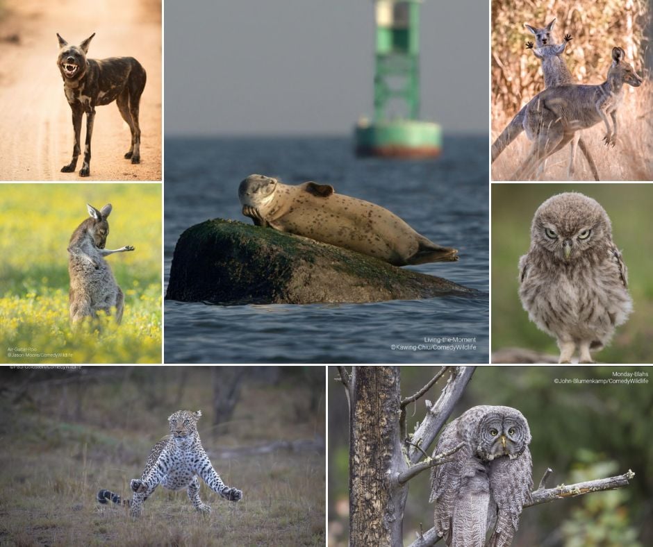 Finalists Announced in the Comedy Wildlife Photography Awards 2023