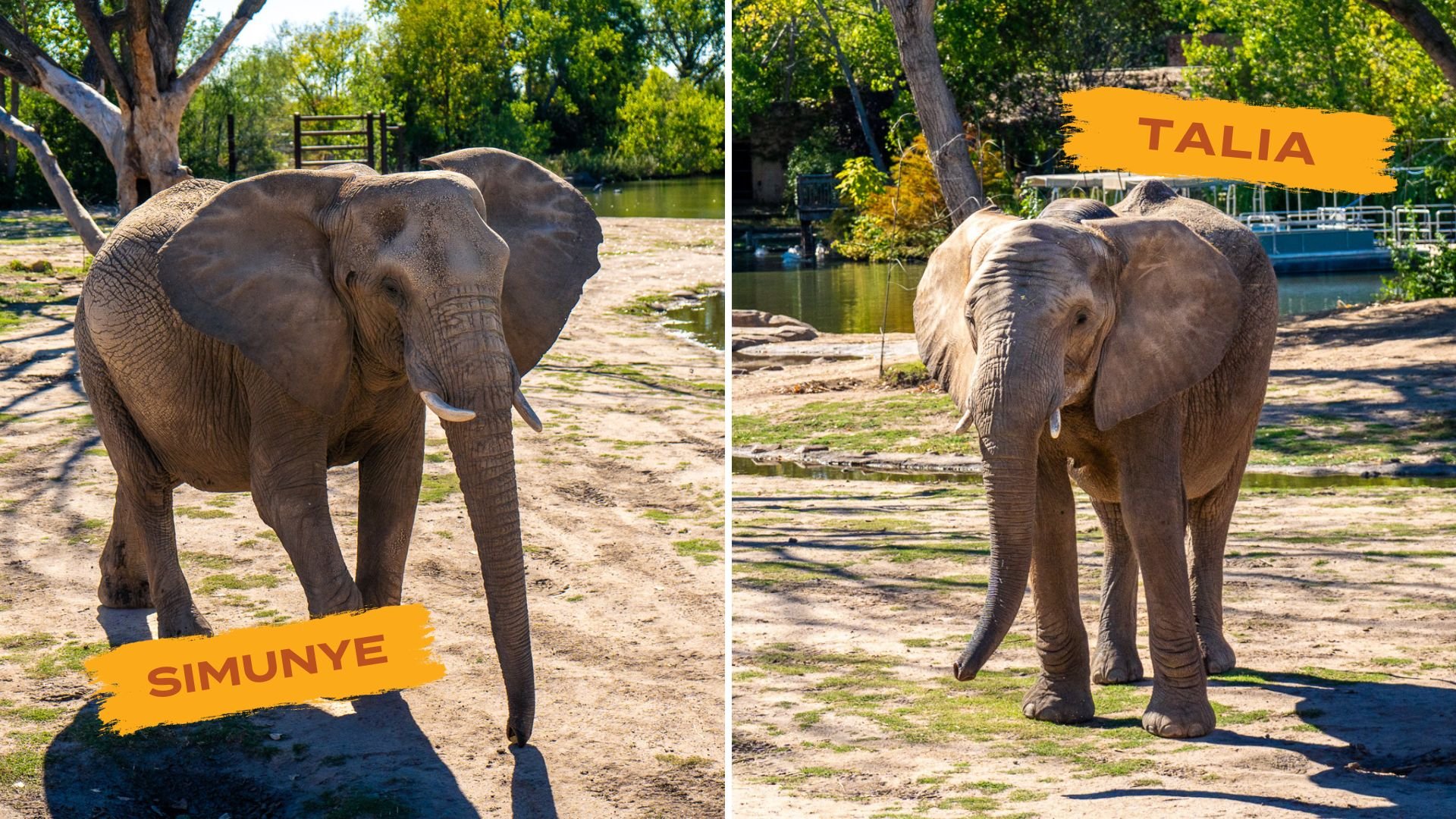 Sedgwick County Zoo announces 2 elephant pregnancies