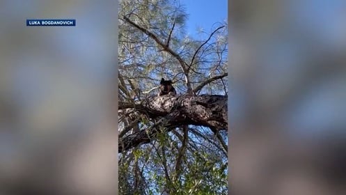 German shepherd safe after being found at least 25 feet up a tree