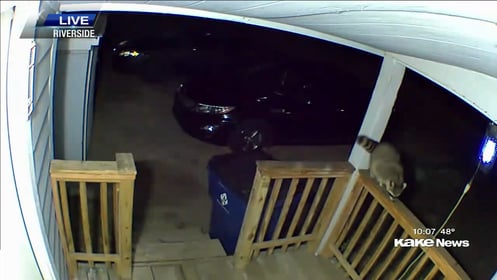 Abandoned house attracts raccoons