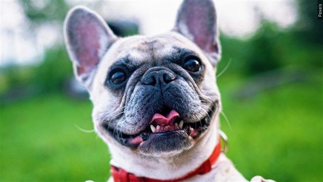 New bulldog deals breed